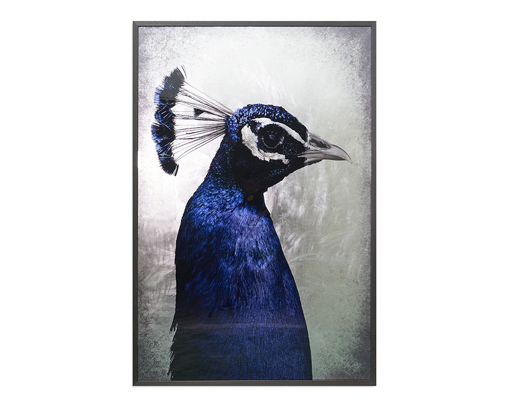 Picture of The Peacock - 48" x 72" - Charcoal Frame