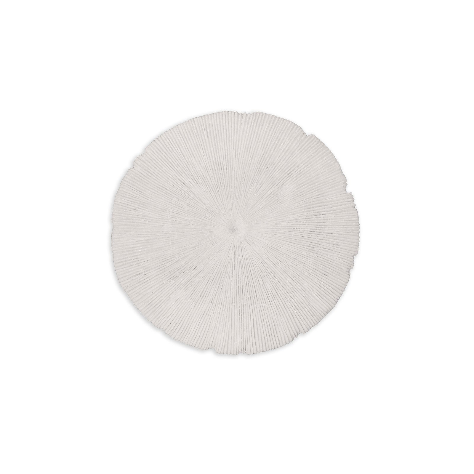 Picture of Sand Dollar - Small