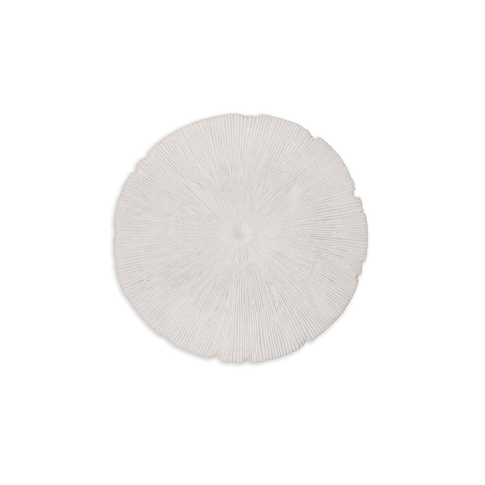 Picture of Sand Dollar - Small